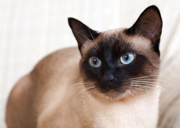Popular Breeds of Cats