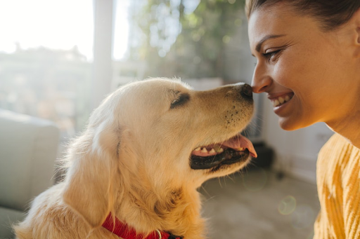 Cannabidiol Can Contribute To Your Canine’s Wellness