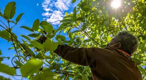 Can you use Kratom for Depression and Anxiety?