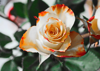 6 tips to enjoy your bunch of flowers for as long as possible