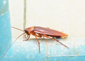 The Baby German Cockroach is No Joke. Get Rid of It Fast!