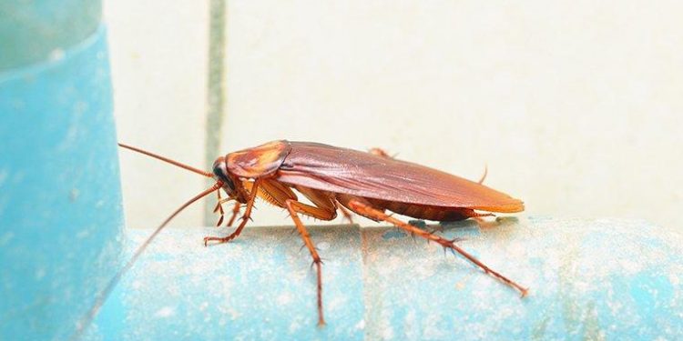 The Baby German Cockroach is No Joke. Get Rid of It Fast!