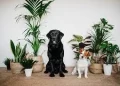 5 Common Plants That Are Harmful To Your Dog