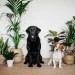 5 Common Plants That Are Harmful To Your Dog