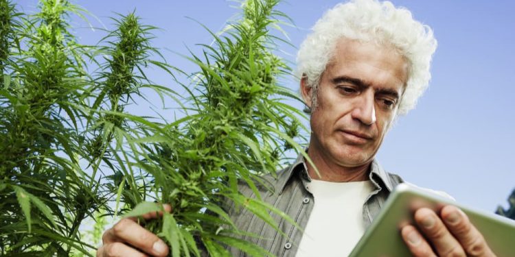 How RAW Cones are Revolutionizing Cannabis Cultivation and Consumption