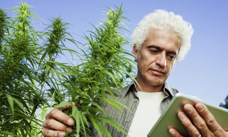 How RAW Cones are Revolutionizing Cannabis Cultivation and Consumption
